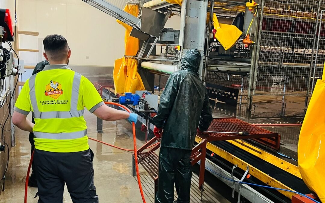 How to clean and disinfect a poultry house (shed)